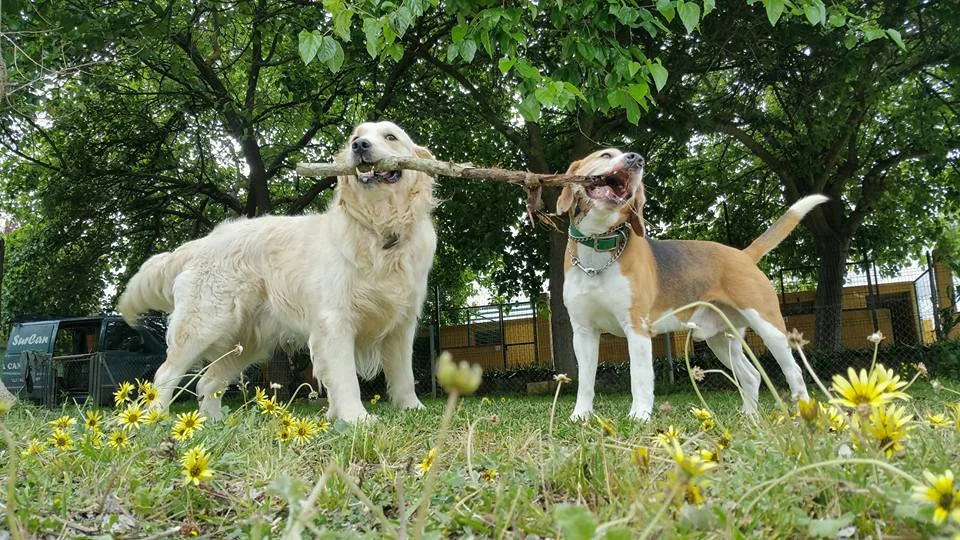 residencia canina sur can