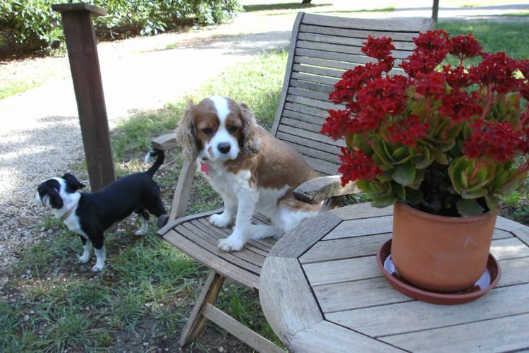 residencia canina sweet home