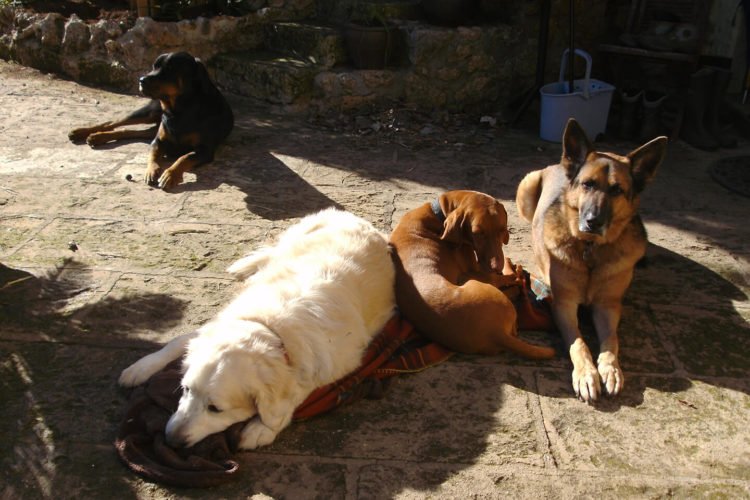 residencia canina sweet home