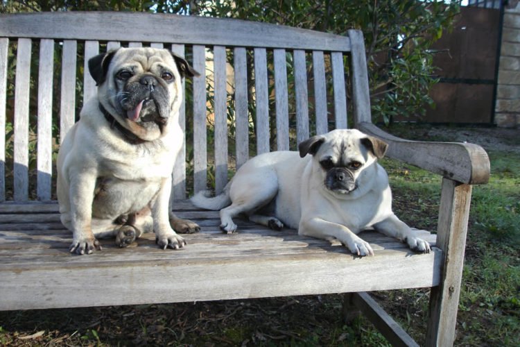 residencia canina sweet home