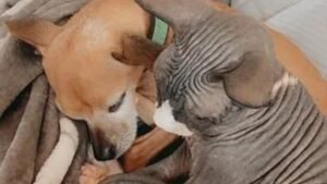 Residencia Canina Ca Sa Nina