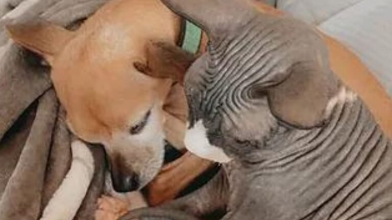 Residencia Canina Ca Sa Nina – residencia canina en Baleares