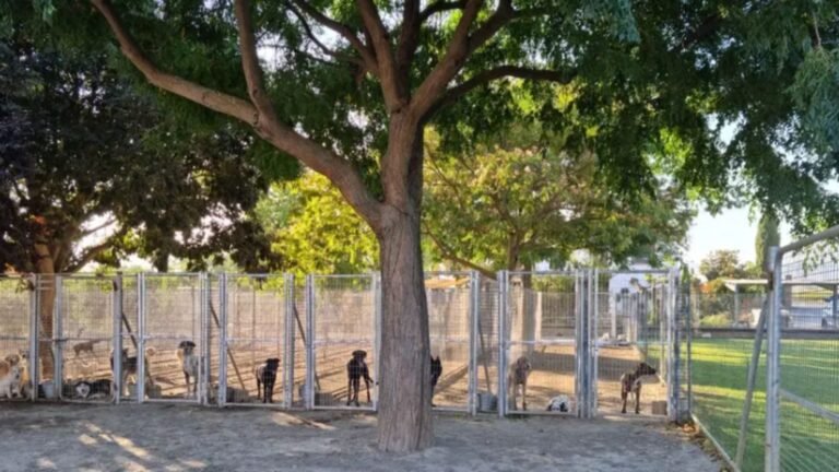 Residencia Canina Sagasta – residencia canina en Granada