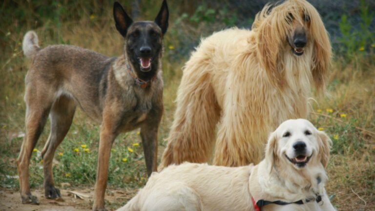 Guardería Canina Dame La Patita – residencia canina en Navarra