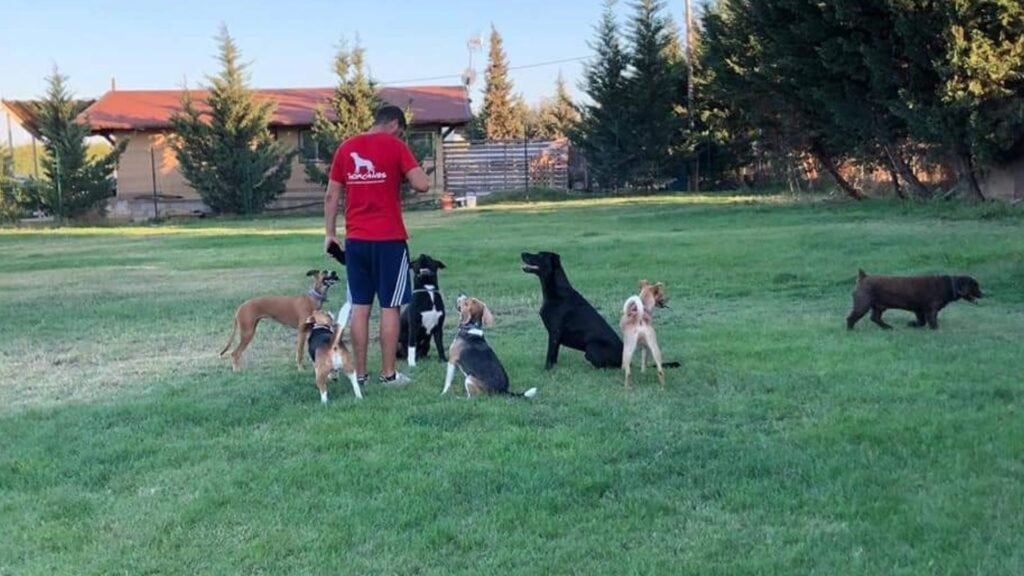 guardería canina thorcanes