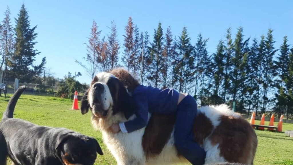 residencia canina ivsanco