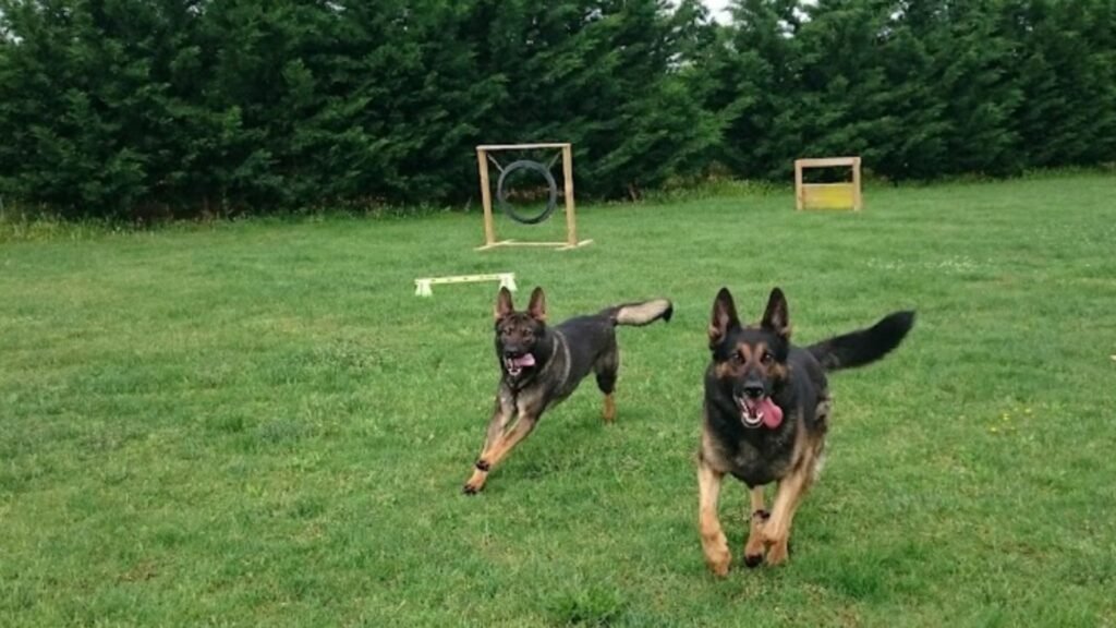 residencia canina la dehesa