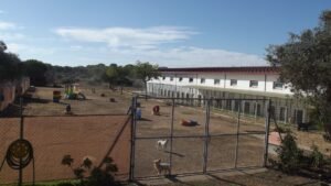 residencia canina villa can