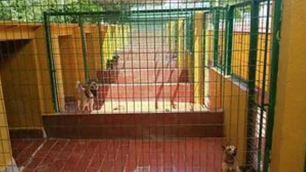 residencia canina sur can