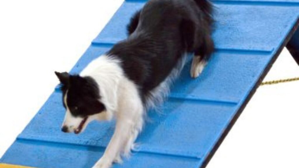 residencia canina adiecan