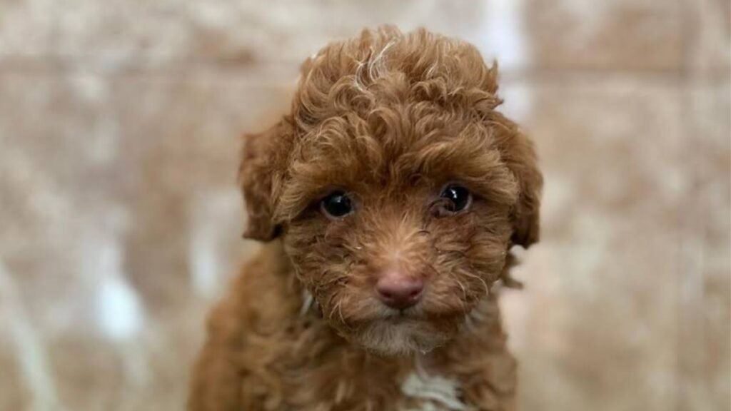 residencia canina patitas