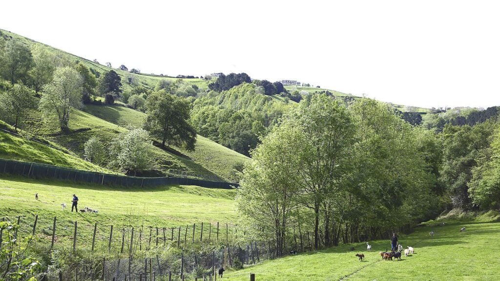 residencia canina manterola