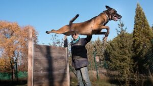 residencia canina jacan