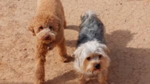 guardería canina sa caseta