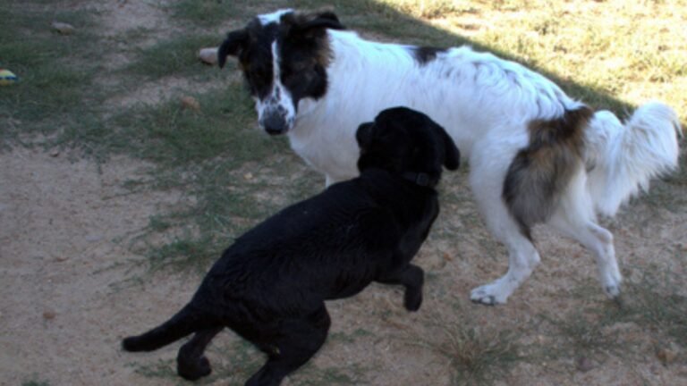 Centro Canino Voran – residencia canina en Guadalajara
