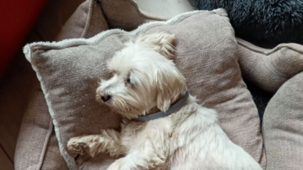 guardería canina conviviendog