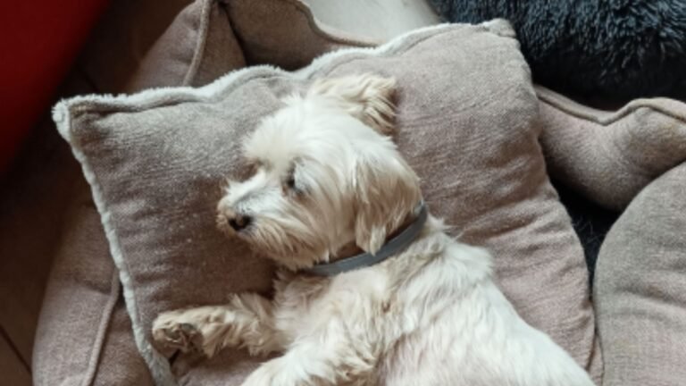 Guardería Canina Conviviendog – residencia canina en Guadalajara