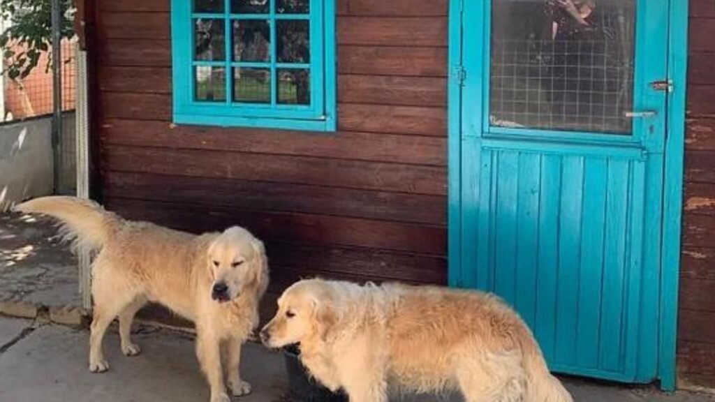 residencia canina las chiveas