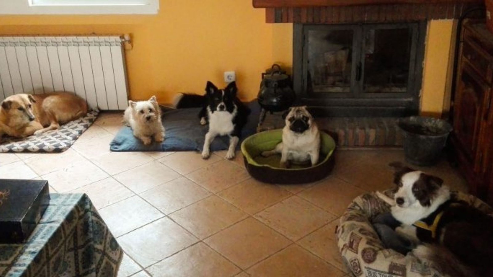 residencia canina entender a mi perro