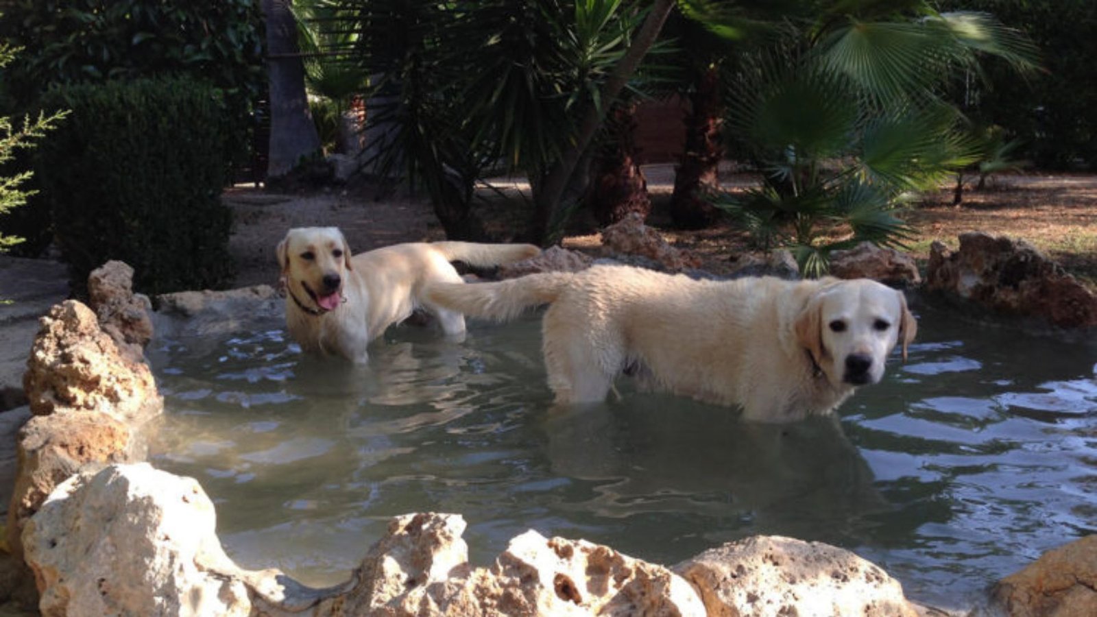 residencia canina sweet home