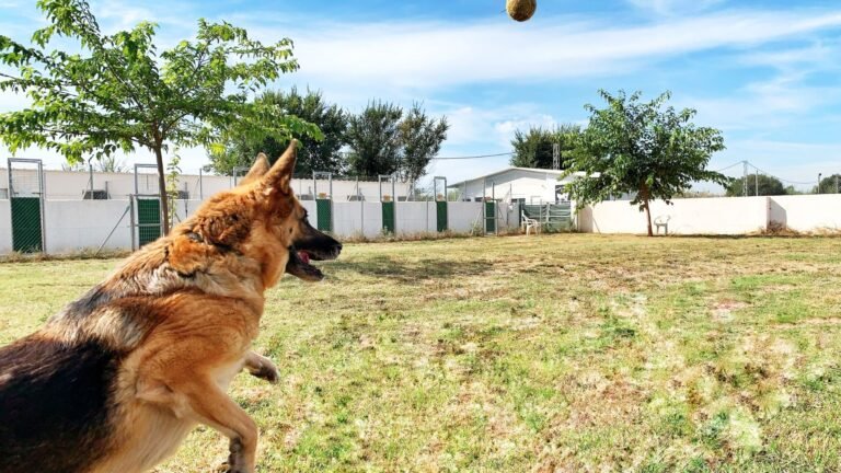 Residencia Canina DS Kan – residencia canina en Granada