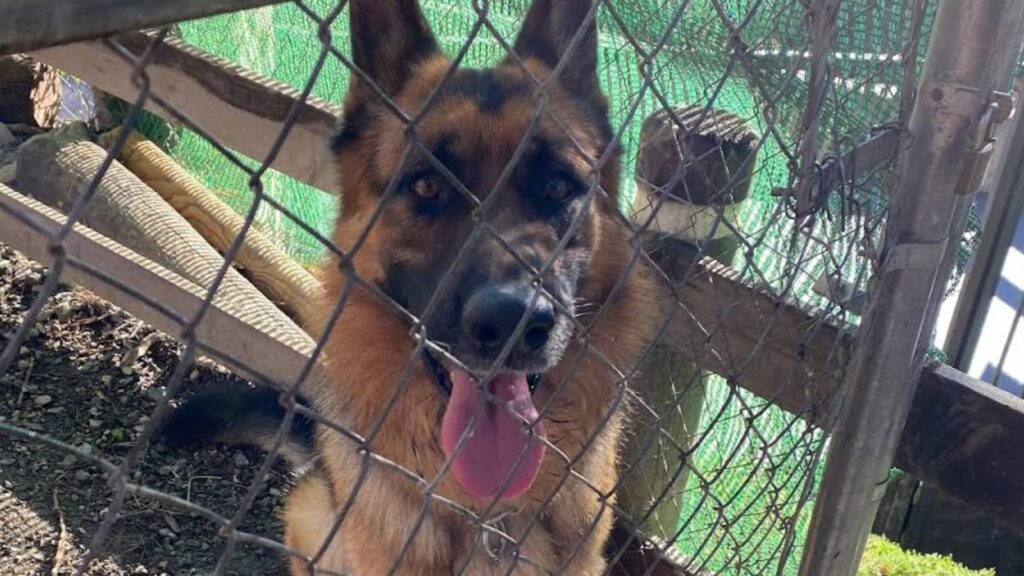 residencia canina genil