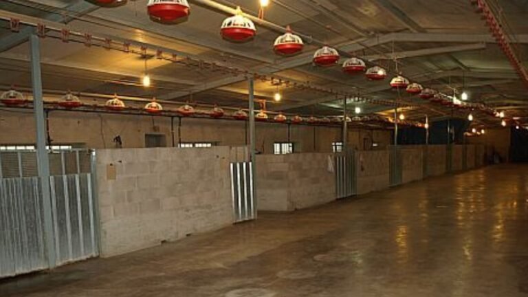 Guardería Canina Pagoa – residencia canina en Navarra