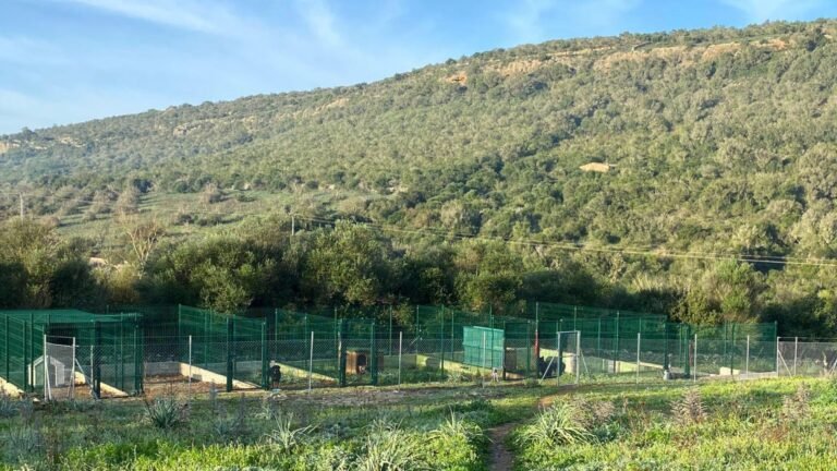 Residencia Canina Nescap – residencia canina en Baleares