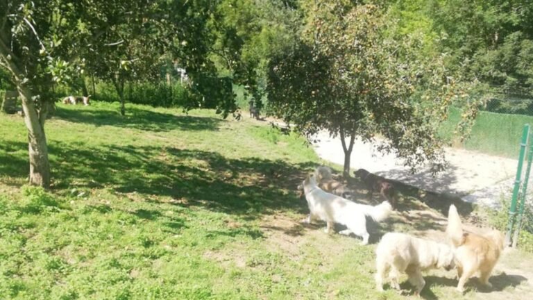 Hotel Canino Erreka – residencia canina en Gipuzkoa