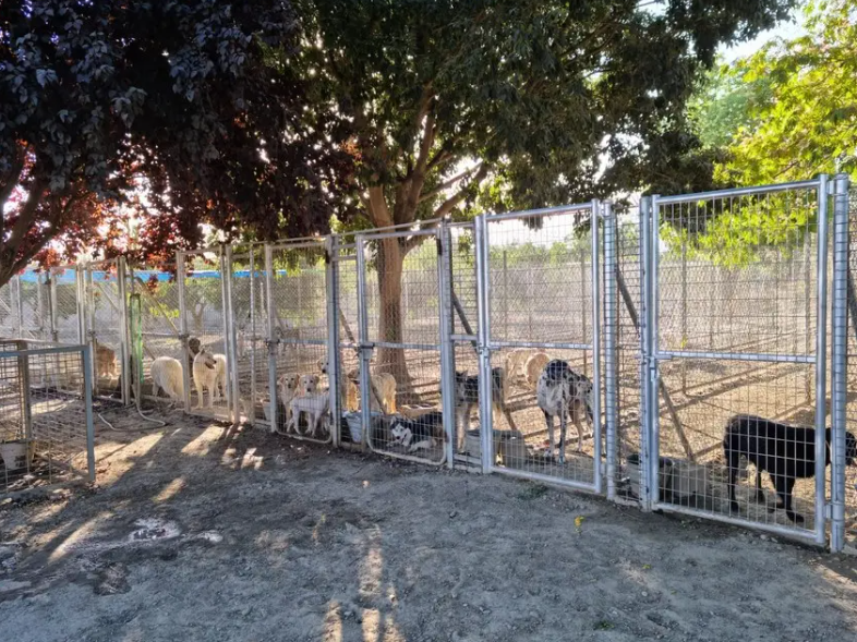 residencia canina sagasta