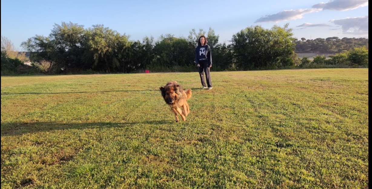 residencia canina la dehesa