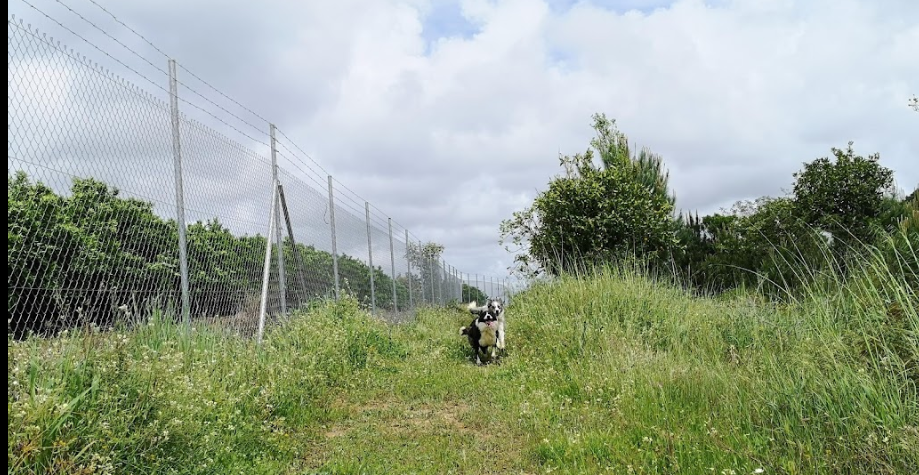 residencia canina la dehesa