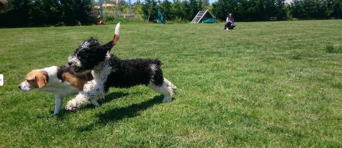 residencia canina la dehesa