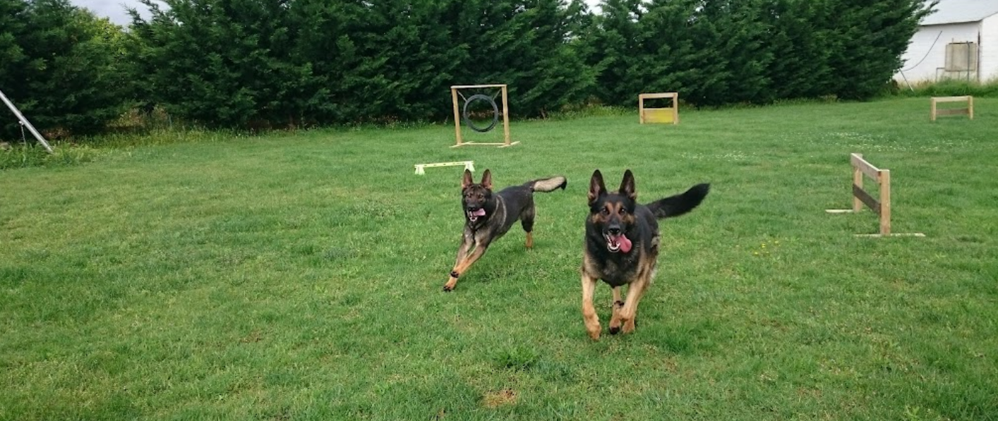 residencia canina la dehesa