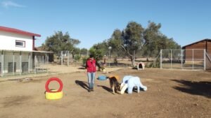 residencia canina villa can