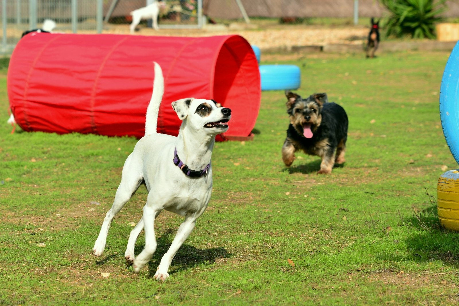 residencia canina villa can
