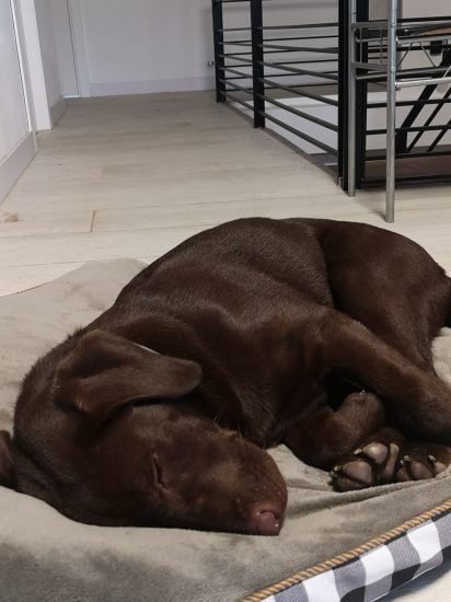 guardería canina conviviendog