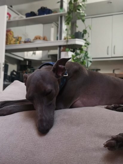 guardería canina conviviendog