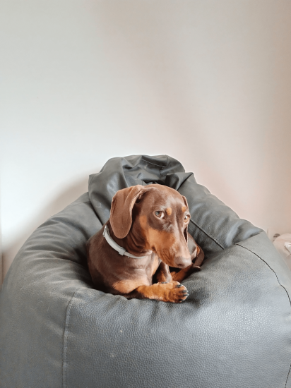 guardería canina conviviendog