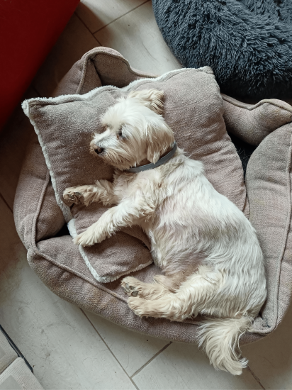 guardería canina conviviendog