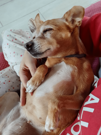 guardería canina conviviendog