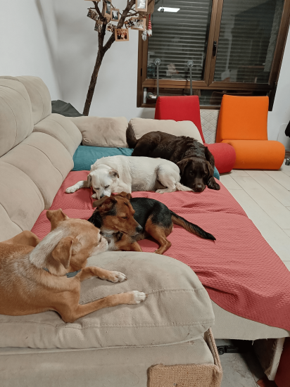 guardería canina conviviendog