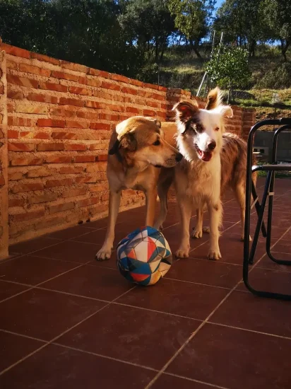guardería canina conviviendog