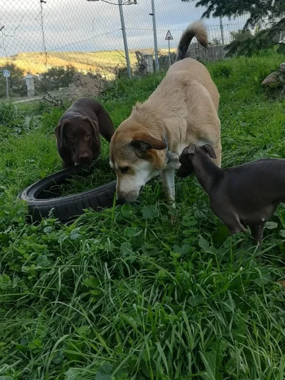 guardería canina conviviendog