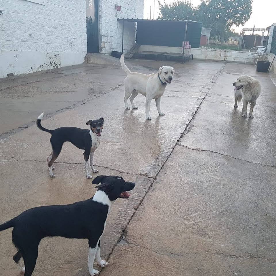 residencia canina ivsanco