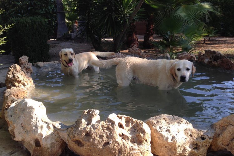 residencia canina sweet home