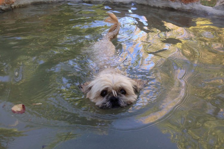 residencia canina sweet home