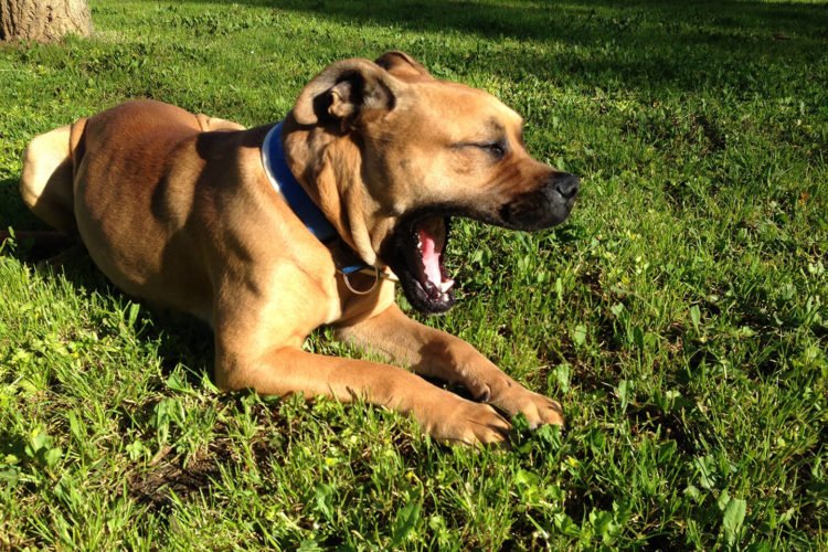 residencia canina sweet home