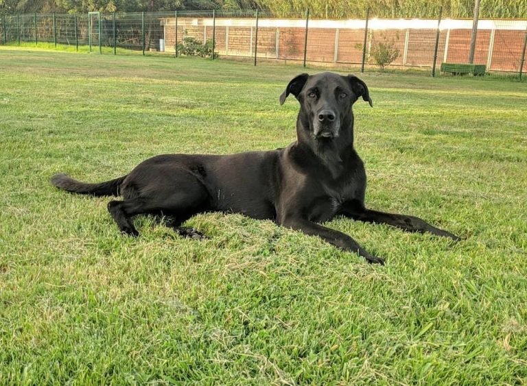 guardería canina thorcanes