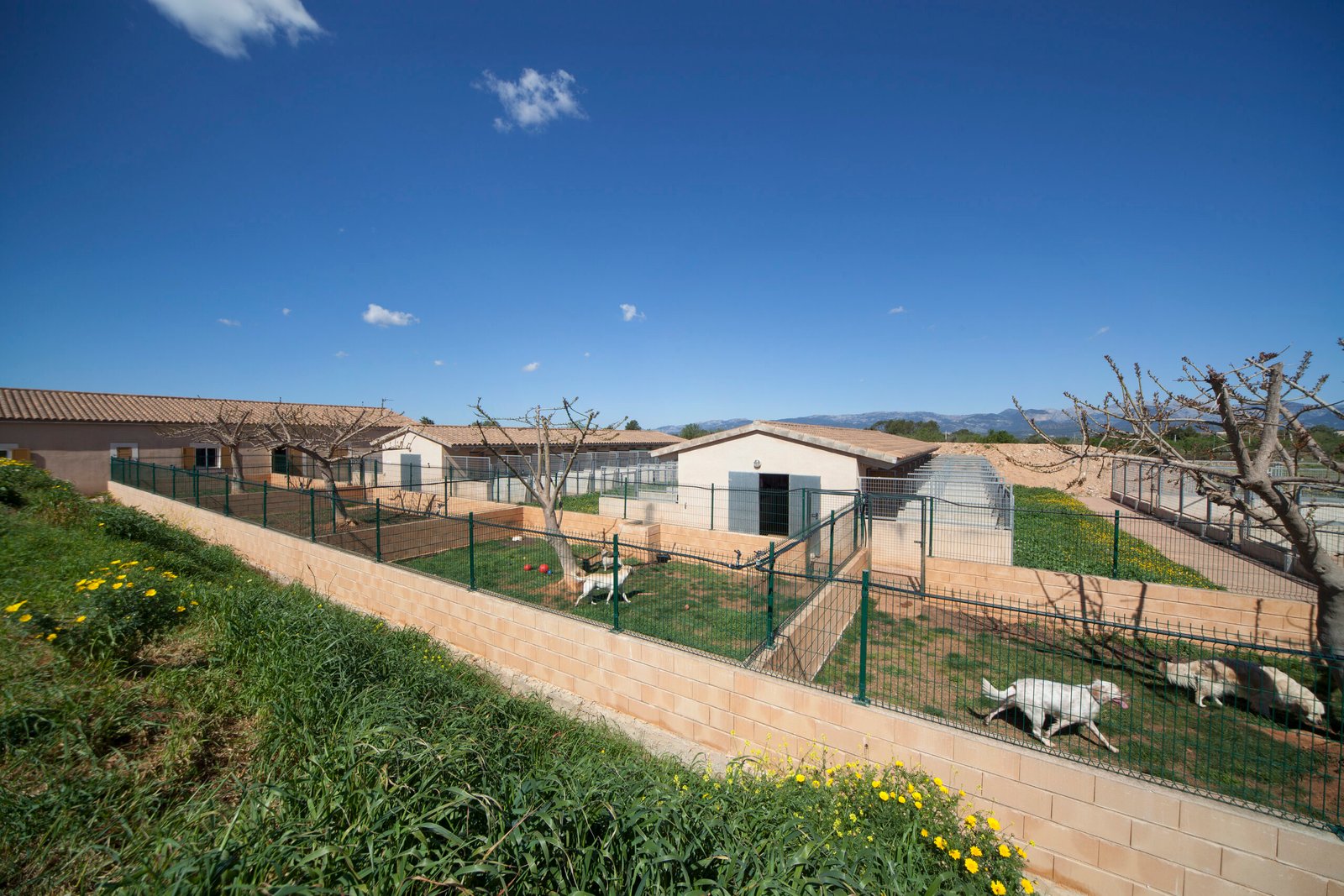 residencia canina son batlet